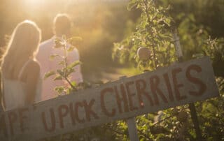 BC U Pick Cherry Farm