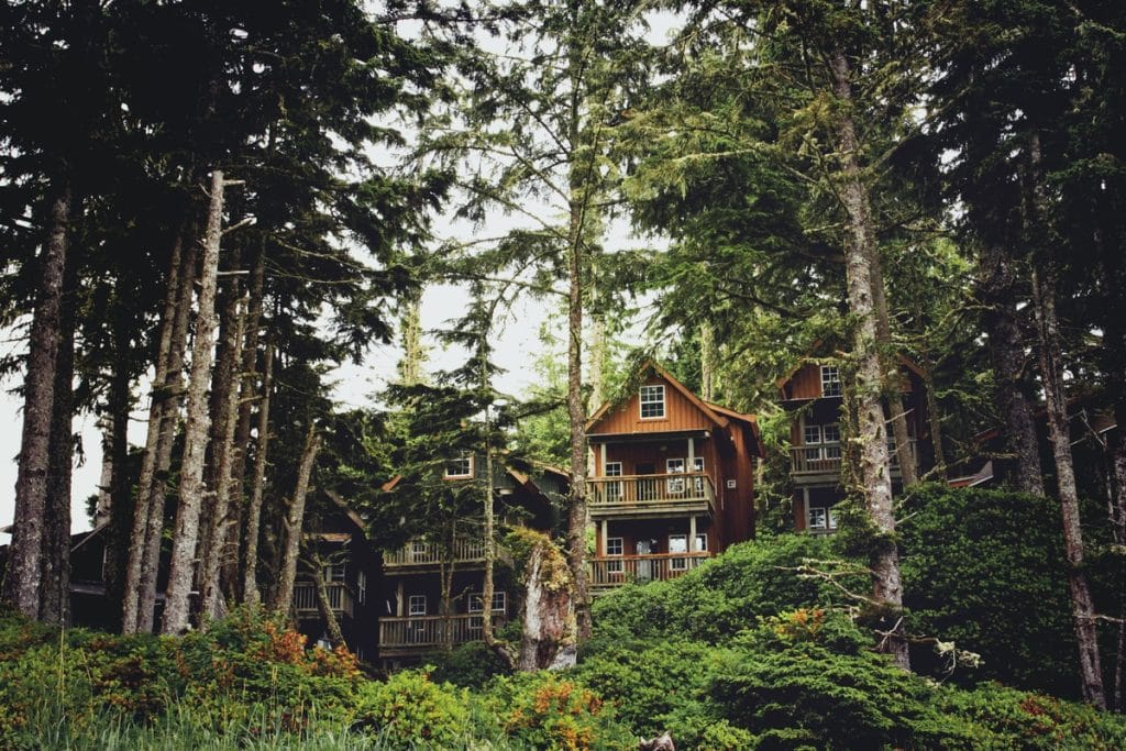 Wooden lodge buildings with balconies are partially hidden among tall evergreen trees and dense greenery—an inviting forest retreat perfect for any New Airbnb Guest seeking tranquility.
