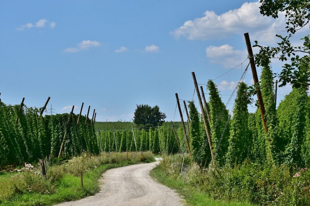 A dirt path winds through a field of tall, green plants supported by poles and wires under a blue sky with scattered clouds—an idyllic scene near charming Airbnbs on BC farms.