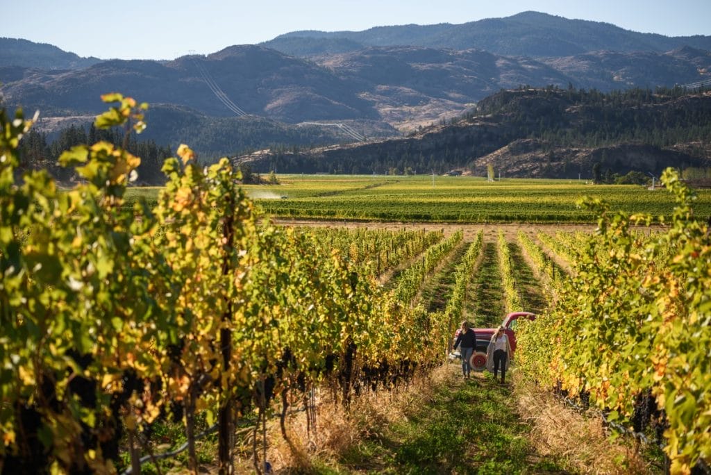Two people work among rows of grapevines in a vineyard with mountains in the background under a clear sky, highlighting the charm of Airbnbs on BC farms.