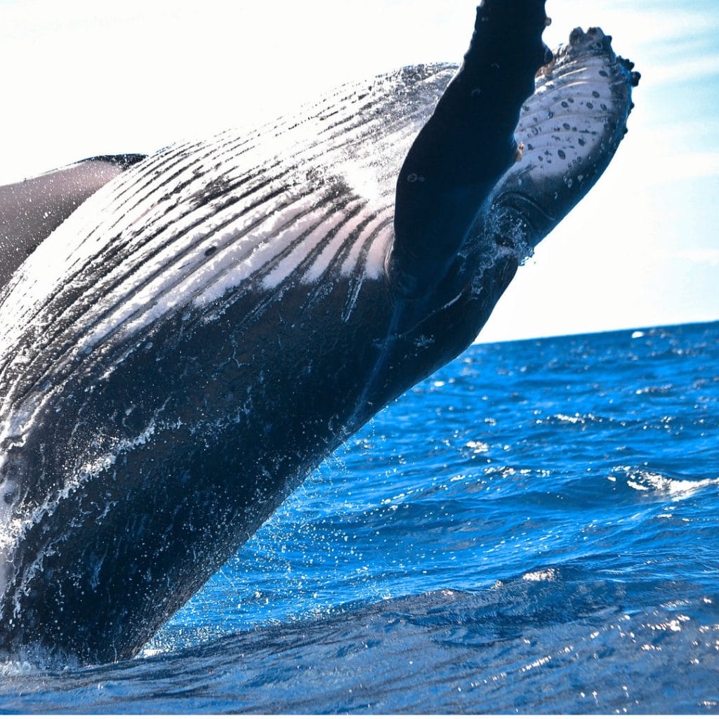 A close-up of a whale breaching the ocean surface, showing part of its body and flipper covered in water droplets—one of the unforgettable things to do in Ucluelet for wildlife enthusiasts.