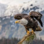 A bald eagle perches on a tree branch, wings partially spread, with a blurred snowy mountain landscape in the background—capturing one of the unforgettable sights among the things to do in Ucluelet.