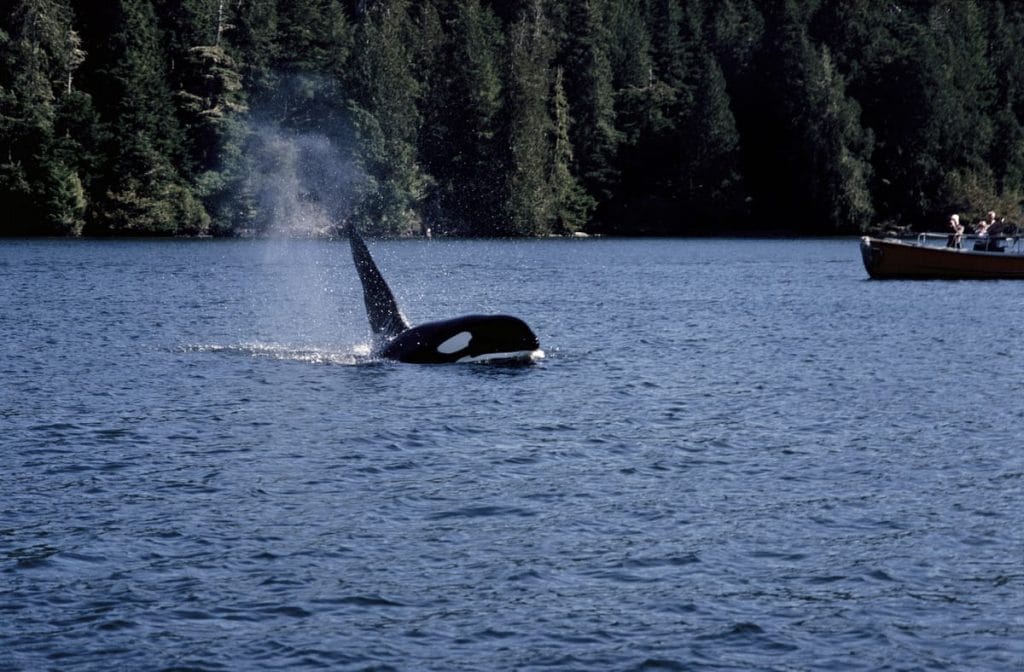An orca surfaces and spouts water near a boat of observers, with dense forest in the background—a breathtaking moment and one of the top things to do in Tofino.