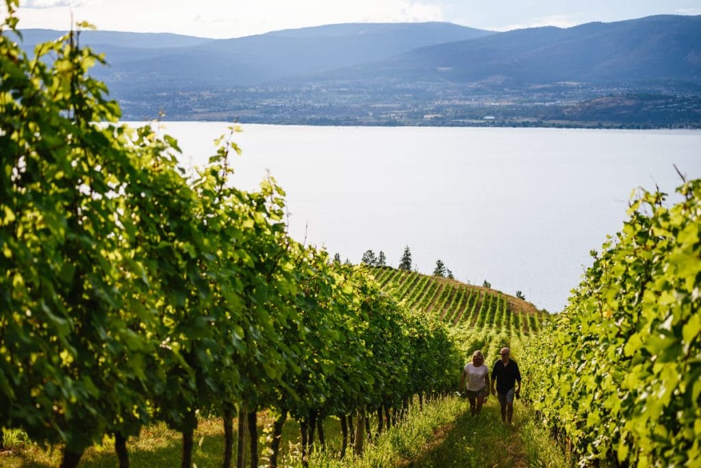 Two people walk through rows of grapevines on a vineyard hillside overlooking a large lake and distant mountains under a partly cloudy sky—one of many scenic things to do in Kelowna.