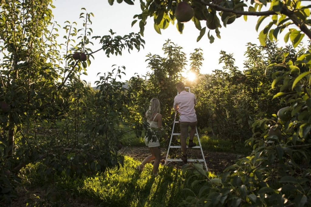 A woman and a man pick fruit from trees in an orchard at sunset, with the man standing on a ladder and the woman beside him—one of the delightful things to do in Kelowna.