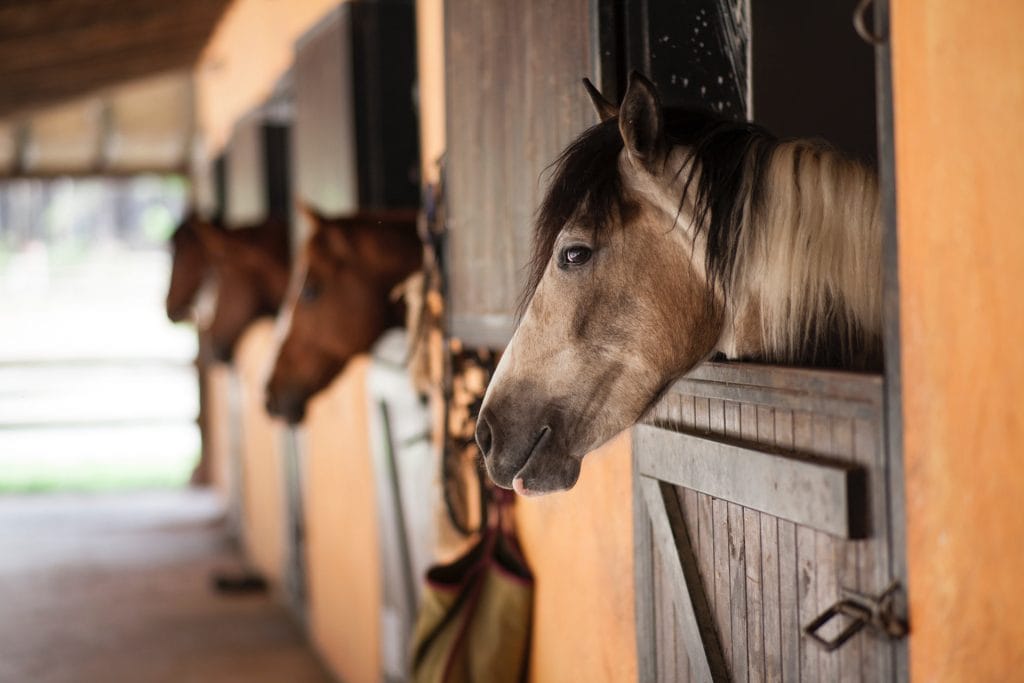 Three horses stand in adjacent wooden stables, each looking out over the stall doors, with tack and equipment hanging nearby—a charming scene for those exploring Things to Do in Kelowna.