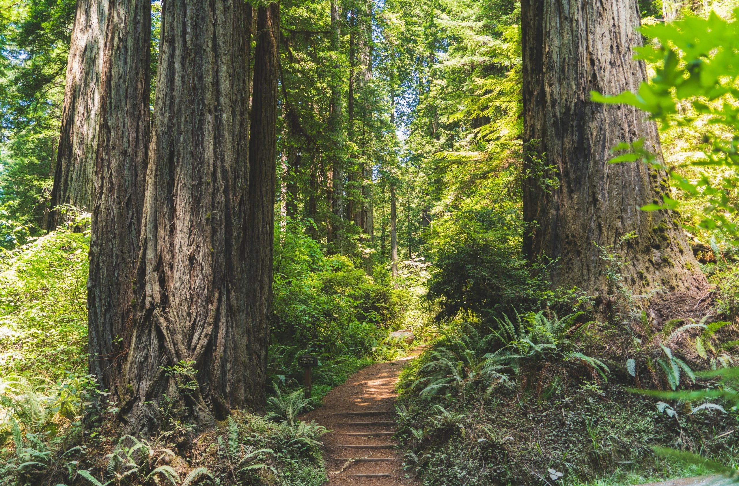 green forests green forests