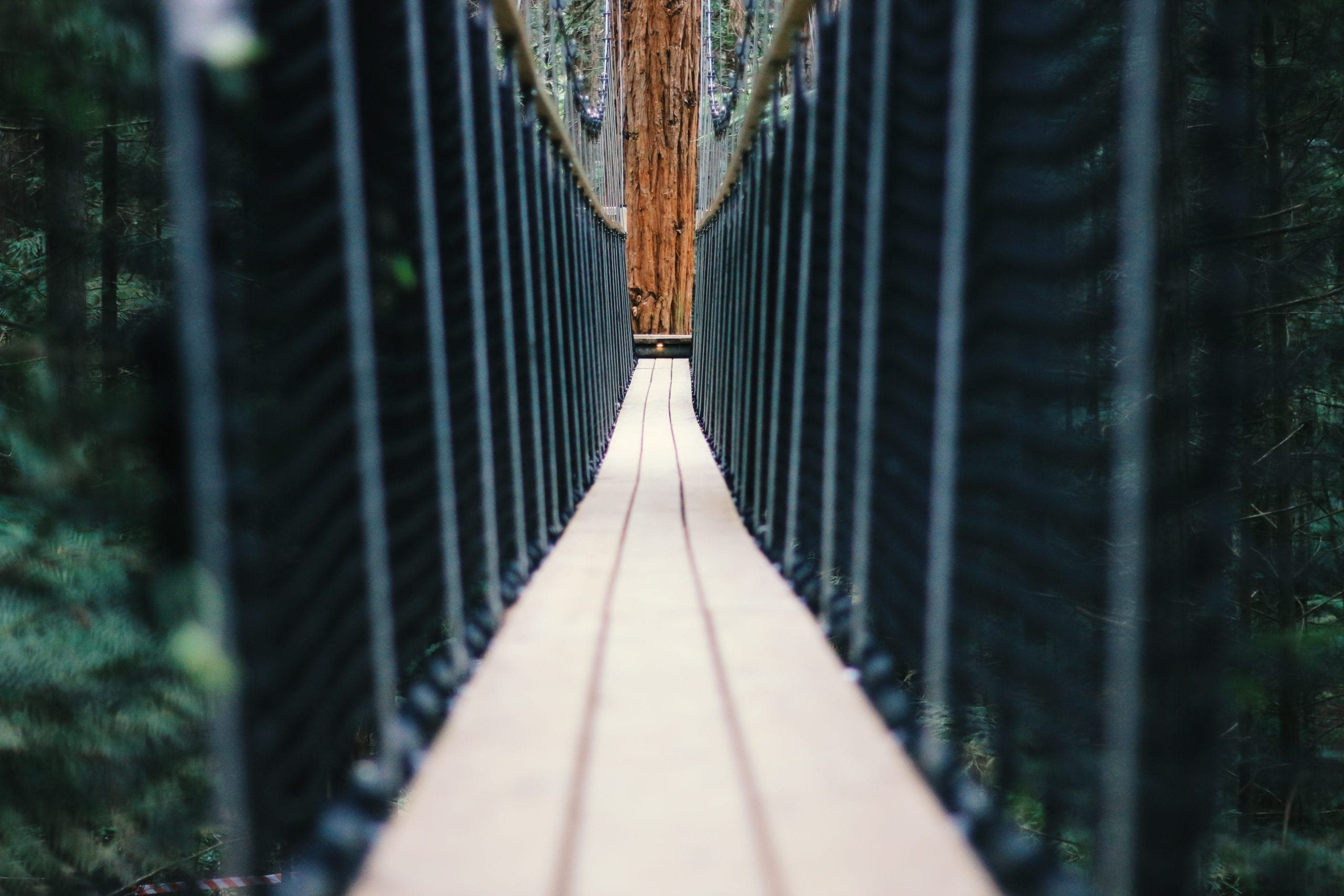 greenheart treewalk greenheart treewalk