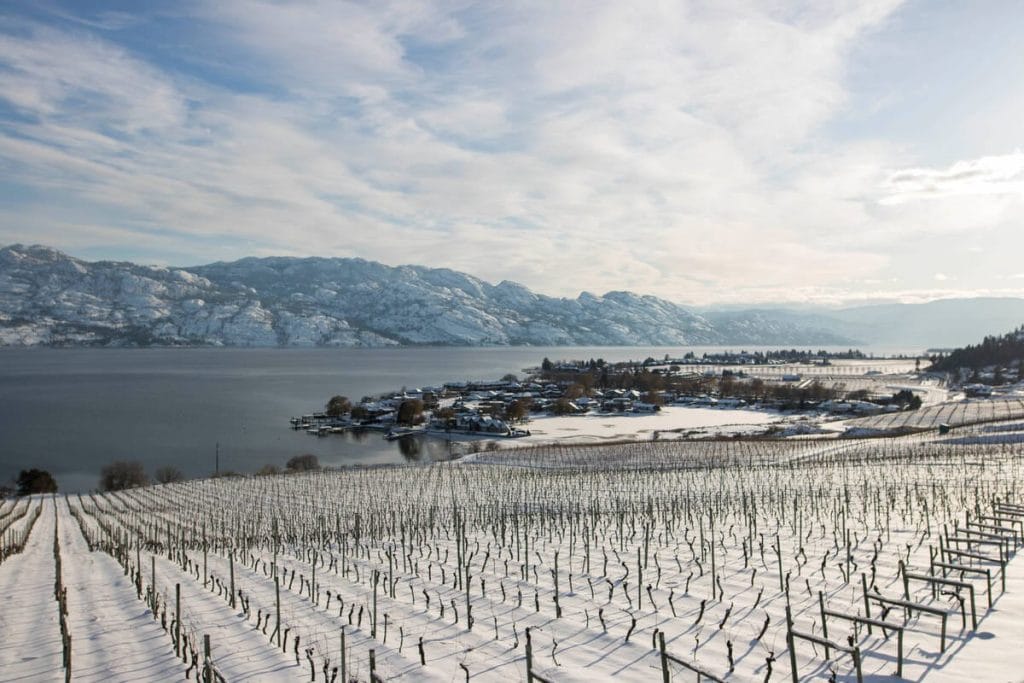Snow-covered vineyard slopes down toward a lake, with a small community near the shore and mountains in the background under a mostly cloudy sky—an inviting scene near some of the best wineries to visit in West Kelowna.