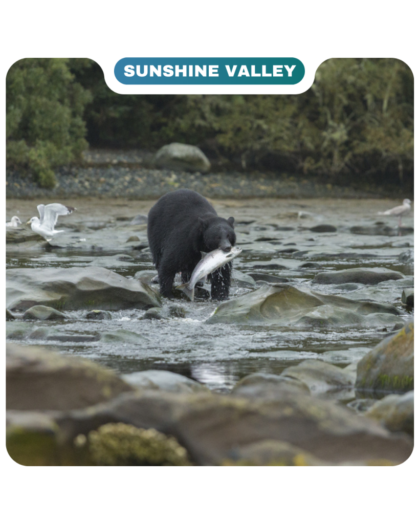 A black bear stands in a shallow rocky stream holding a fish in its mouth, as seagulls gather nearby and trees frame the background—capturing a wild moment straight out of Lifty Life.