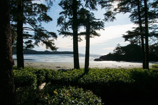 Trees in the foreground frame a sandy beach and ocean, with distant land under a partly cloudy sky—a perfect scene for those interested in buying property in Ucluelet and embracing coastal beauty.