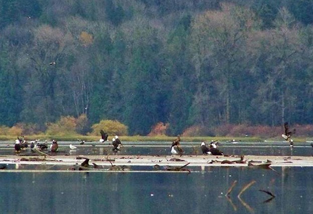 A group of bald eagles perched on driftwood along the edge of a calm body of water near Harrison Hot Springs, with a forested background—one of the top fall activities and things to do in the area.