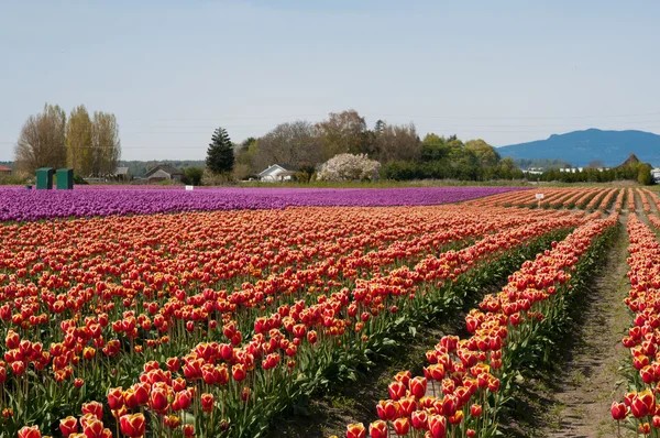 Rows of red and yellow tulips bloom in a large field with purple flowers in the background—perfect for a spring outing near Harrison Hot Springs, with vibrant colors, trees, houses, and mountains under a clear sky.