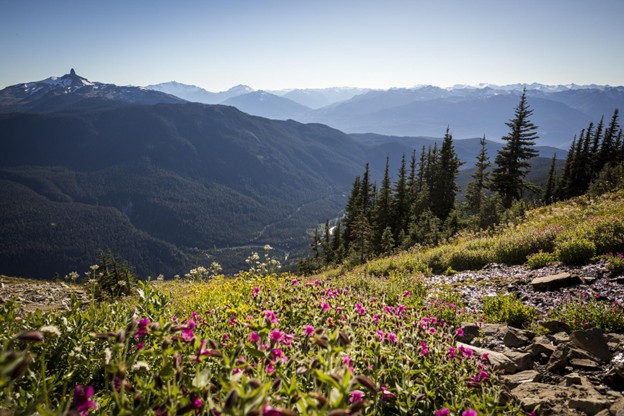 Wildflowers bloom in the foreground, framed by pine trees and distant mountain ranges beneath a clear blue sky—capturing the essence of summer in Whistler.